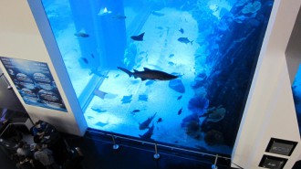 http://www.comfortablelife.asia/images/2011/07/20-DubaiAquarium_041-330x185.jpg