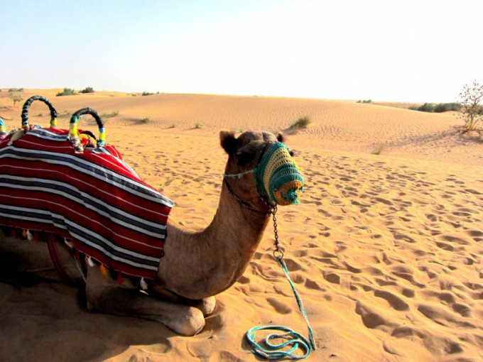 http://www.comfortablelife.asia/images/2011/08/08-Desert-Safari_004-680x510.jpg