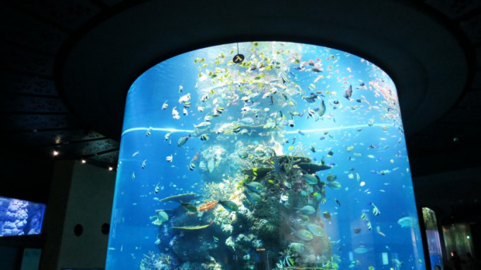 SEA_Aquarium.2014_13