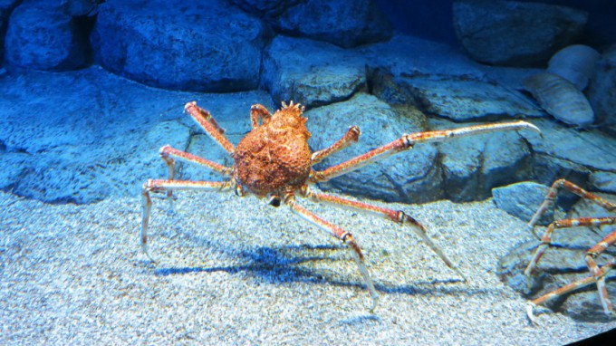 SEA_Aquarium.2014_18